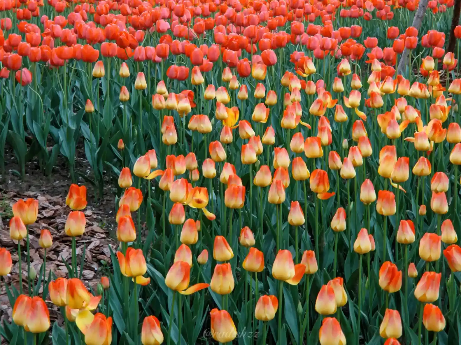 _Here&#x27;s the description of the picture